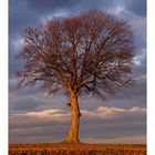 Tree in the light of the evening. 