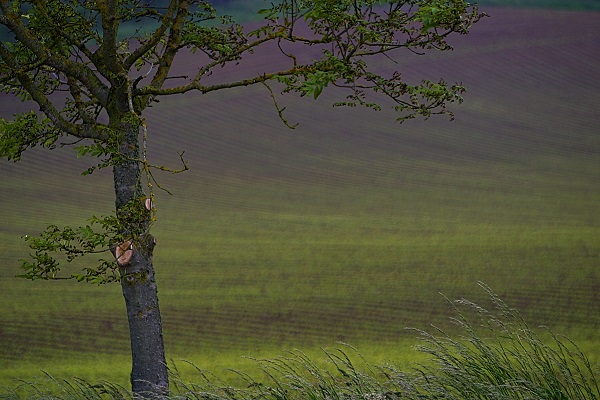 Tree in the lilac Field