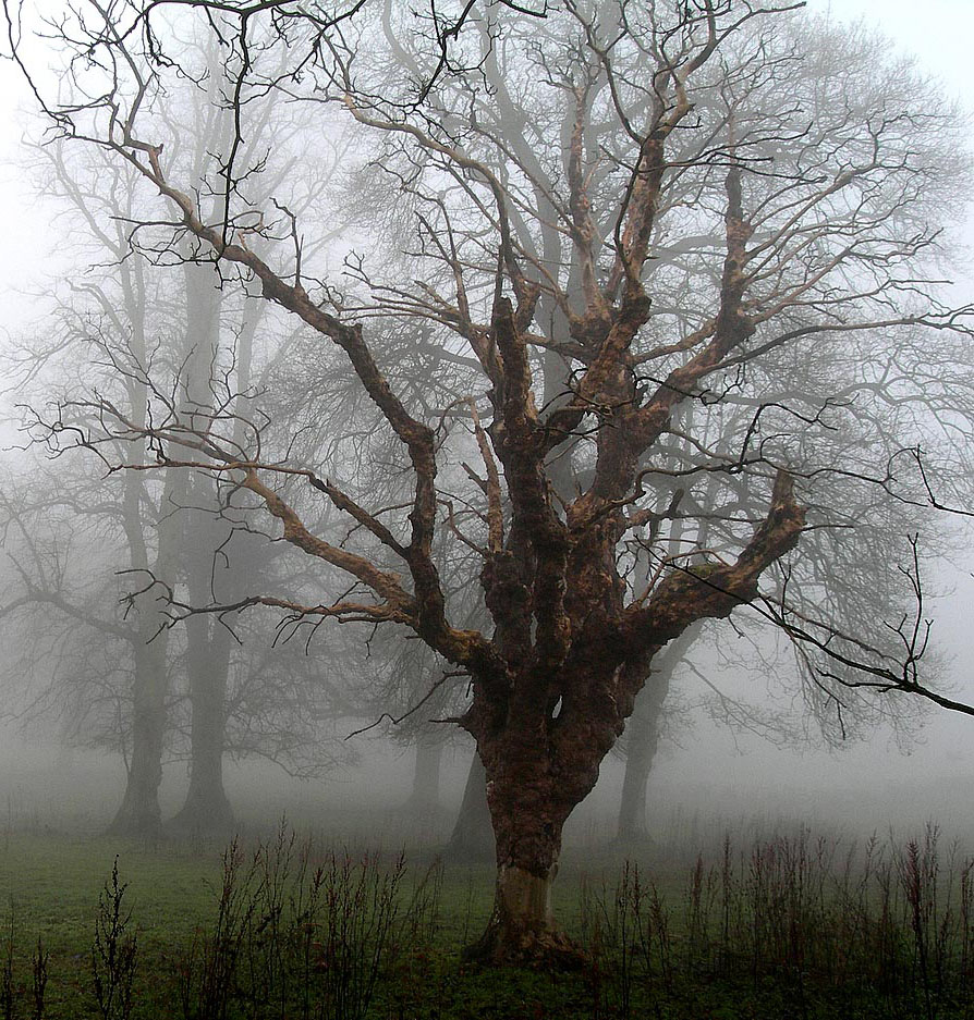Tree in the Mist 2