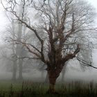 Tree in the Mist 2