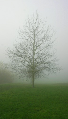 tree in the mist