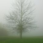 tree in the mist