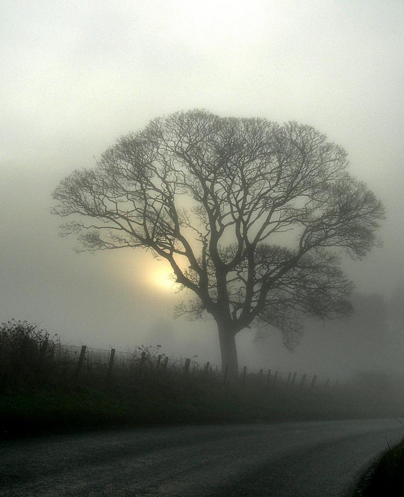 Tree in the mist