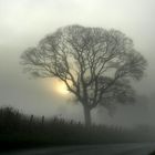 Tree in the mist