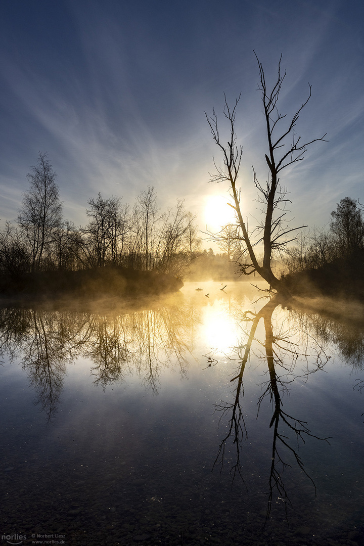 Tree in the morning mist