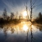 Tree in the morning mist