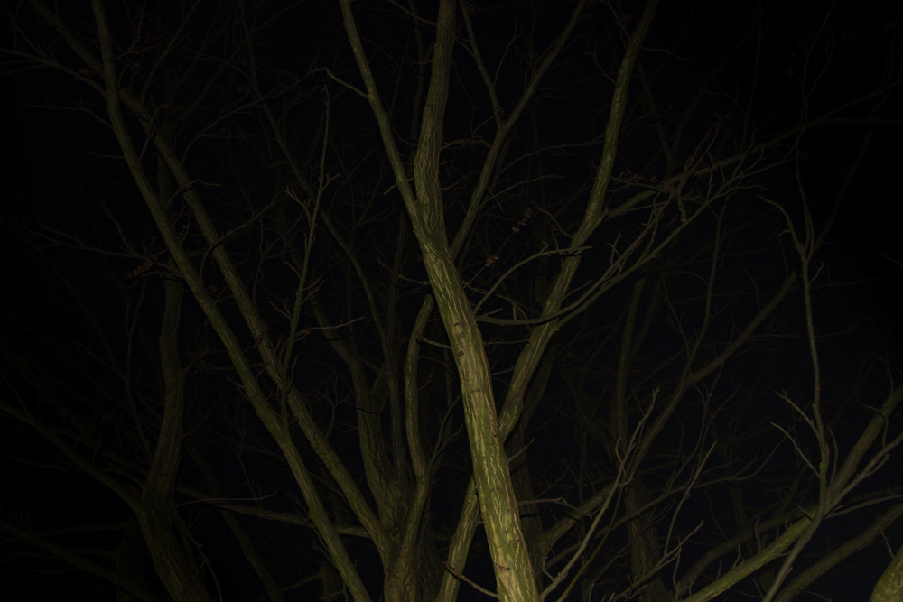 Tree in the night