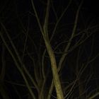 Tree in the night