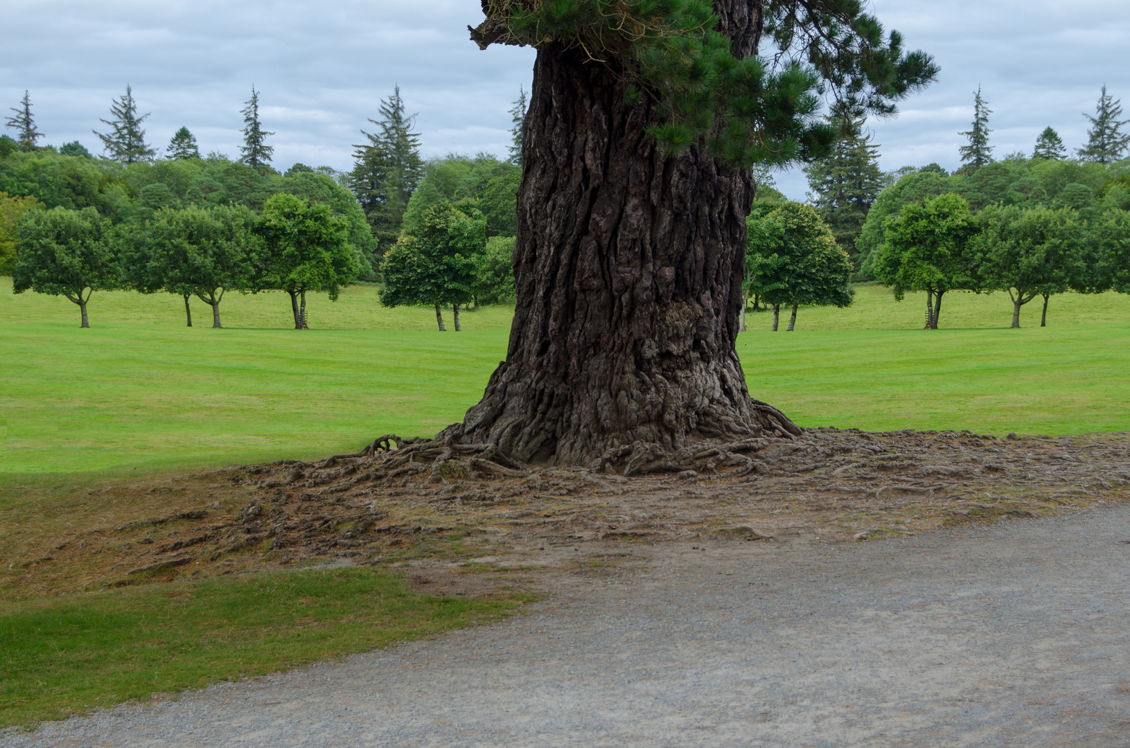 ... tree in the park ...