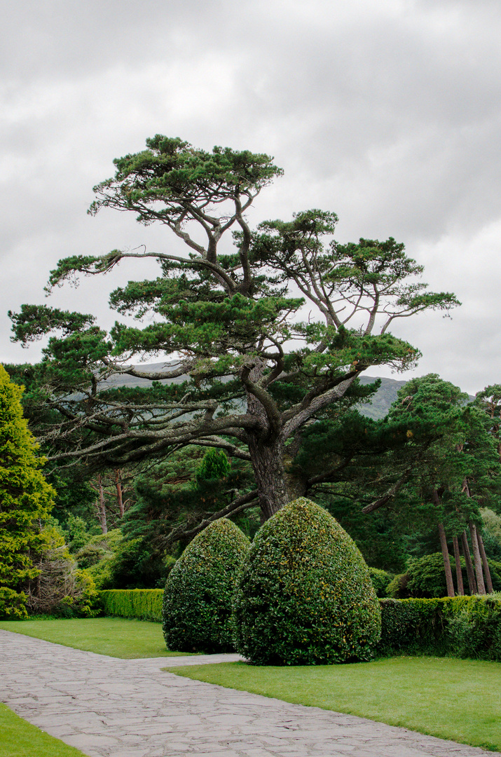 ... tree in the park ...