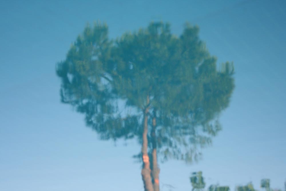 tree in the pool