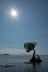 Tree in the sea