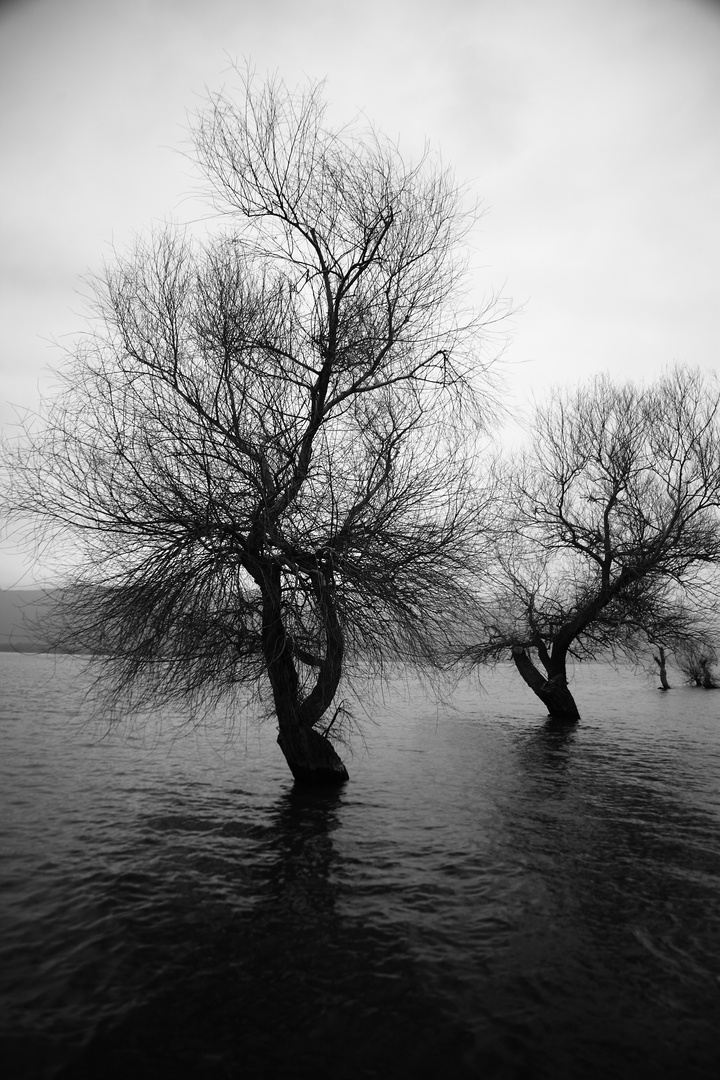 tree in the sea