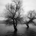 tree in the sea