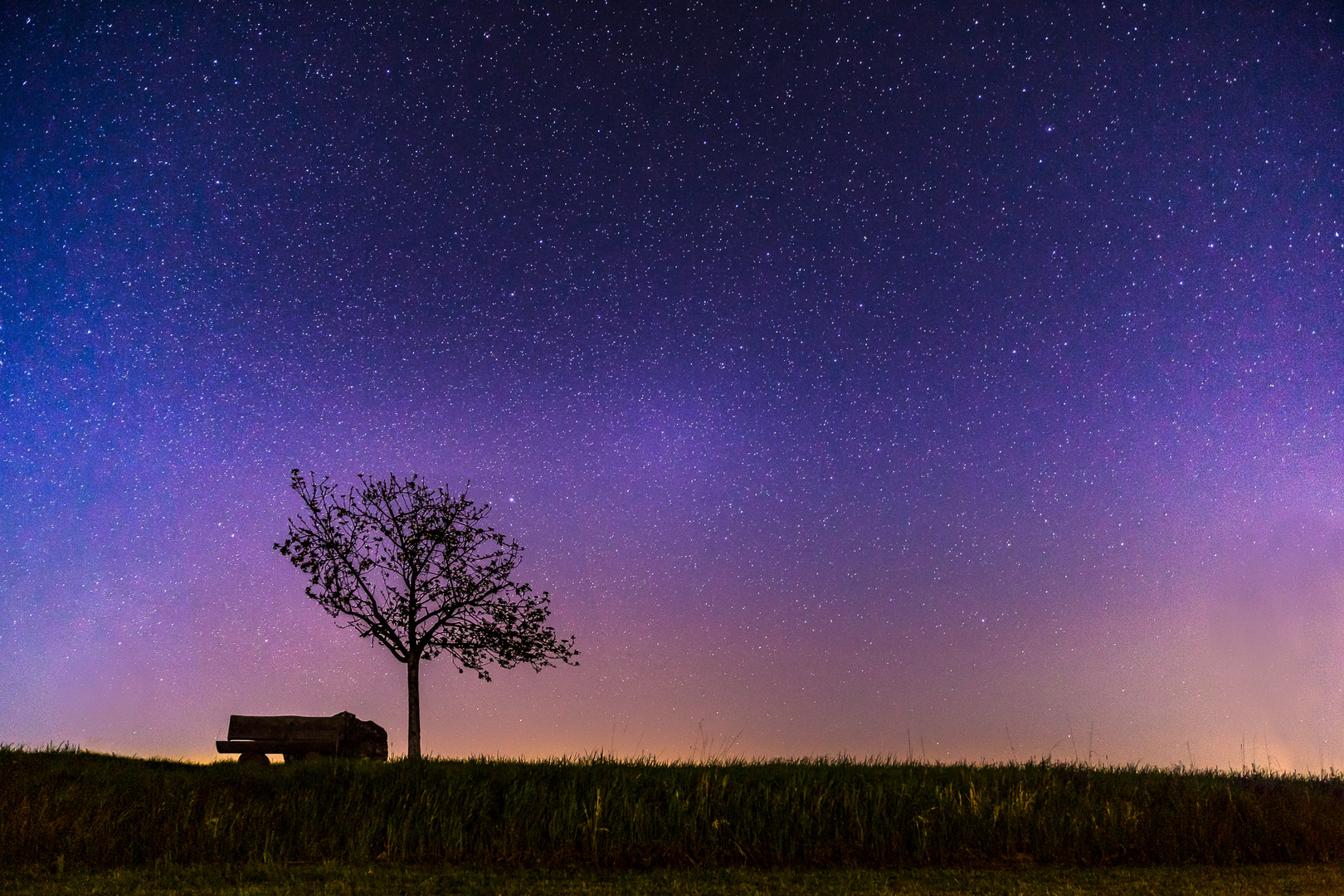 Tree in the Sky