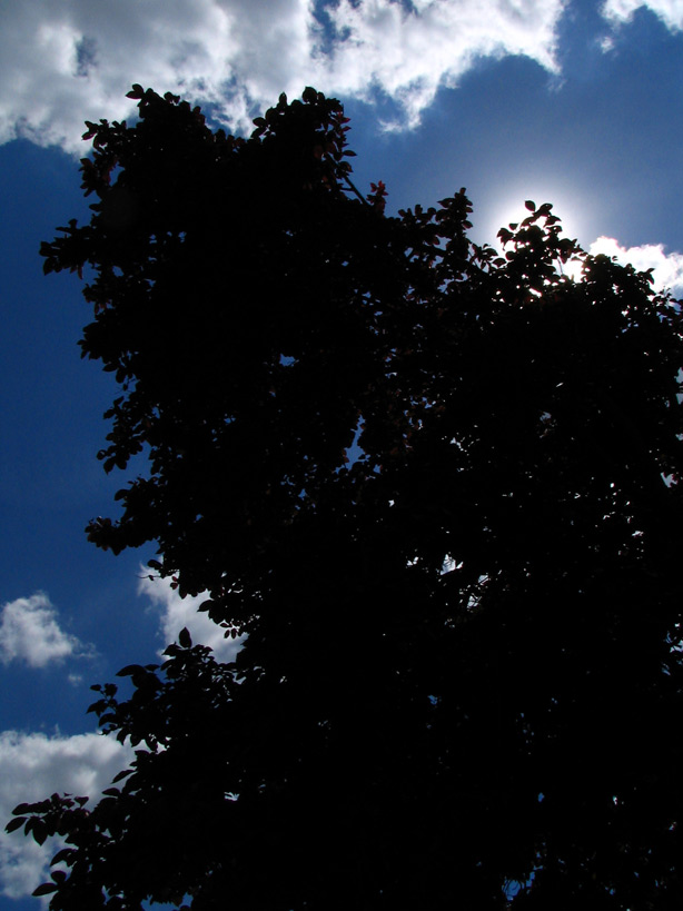 tree in the sky