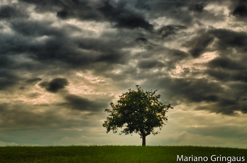 Tree in the sky