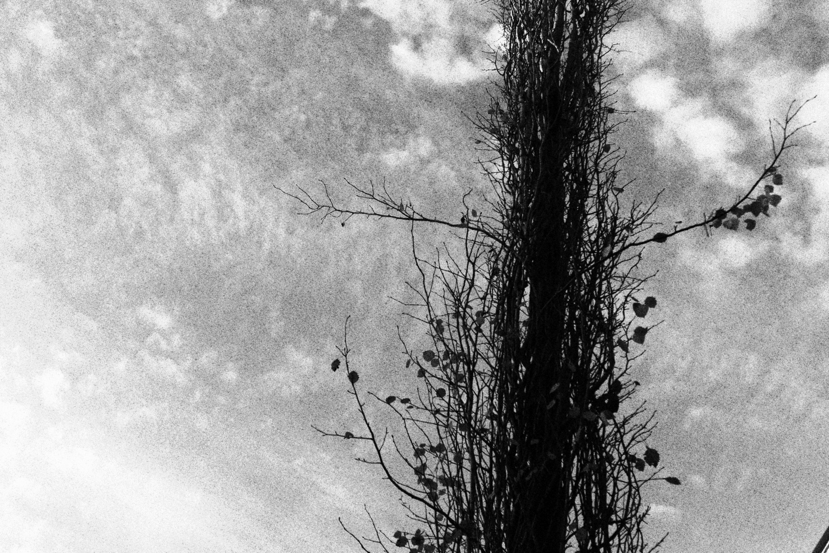 tree in the sky