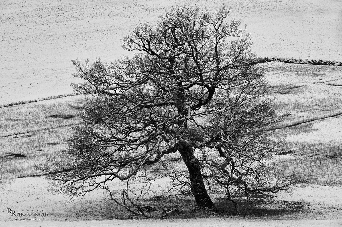 Tree in the snow