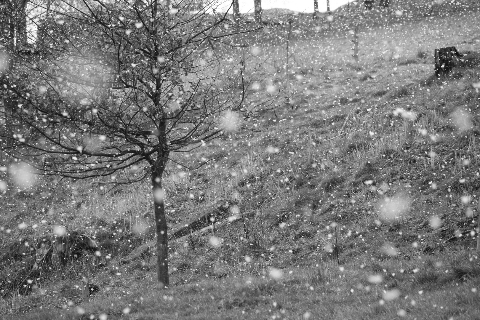 Tree In The Snow