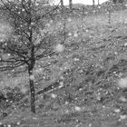 Tree In The Snow