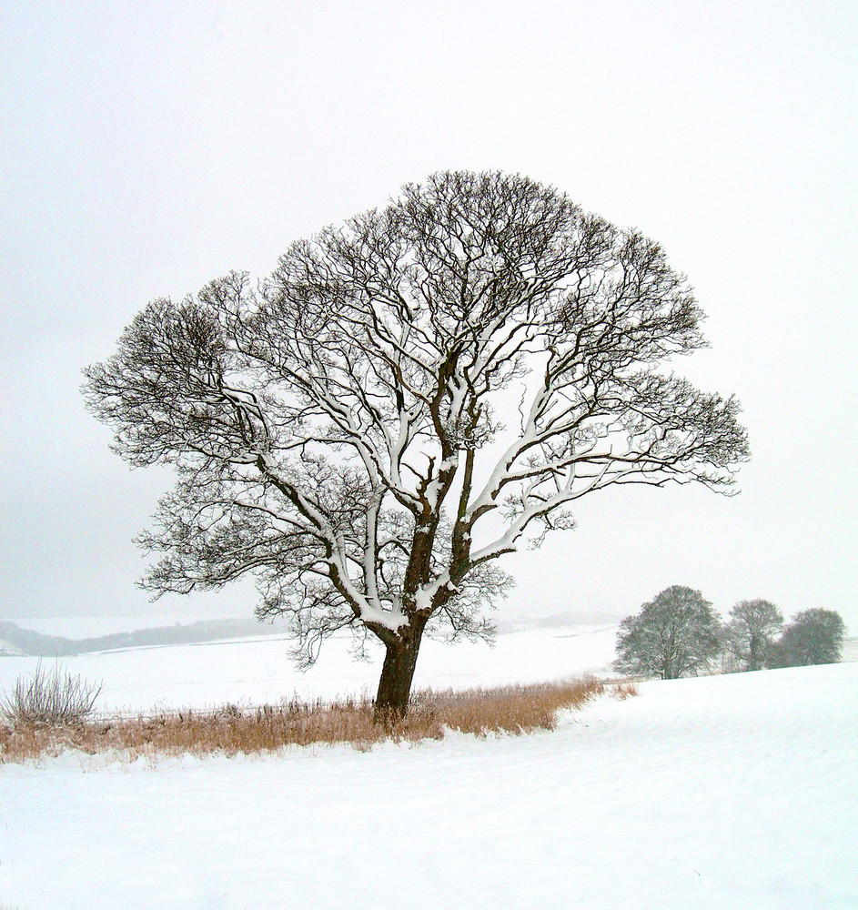 Tree in the Snow