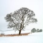 Tree in the Snow