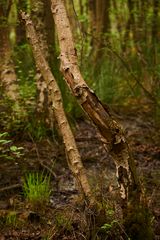 Tree in the Swamp