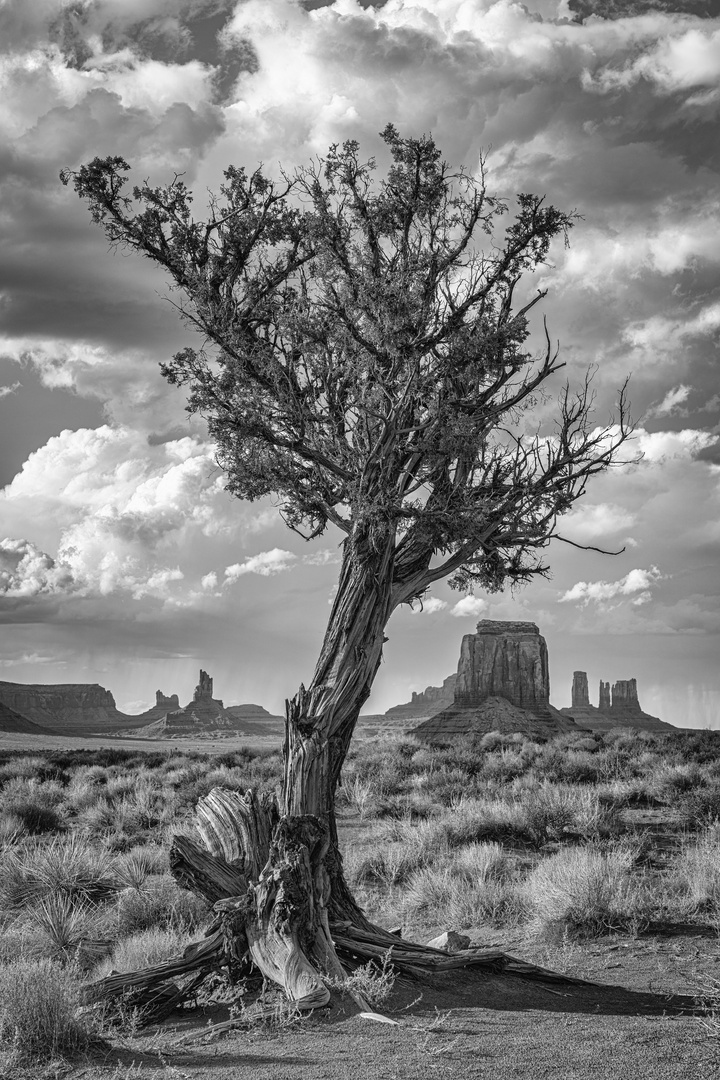 Tree in the Valley