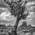 Tree in the Valley