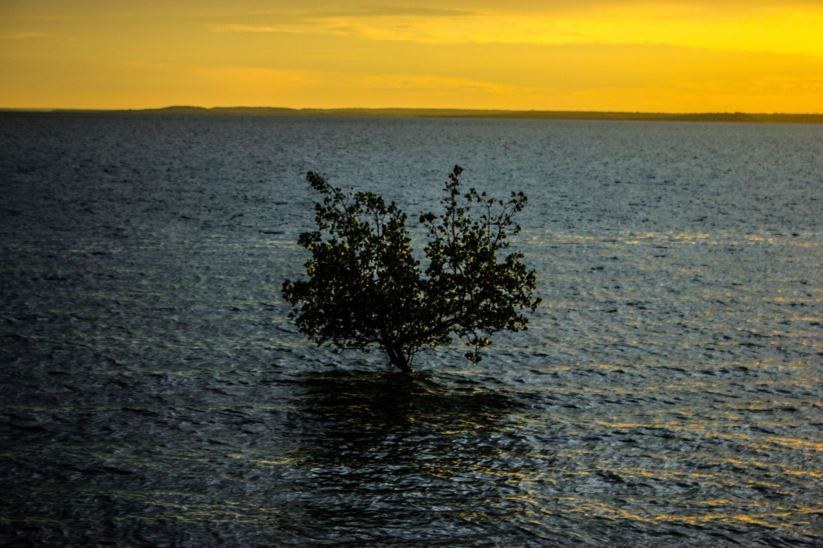 Tree In The Water