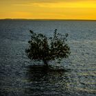 Tree In The Water