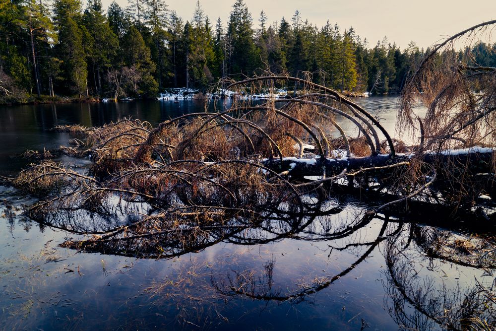 Tree in the water 