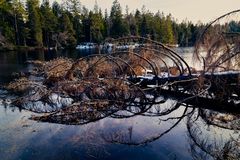 Tree in the water 