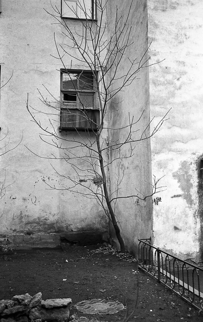 Tree in the yard.Borovay street.