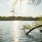 Tree in water