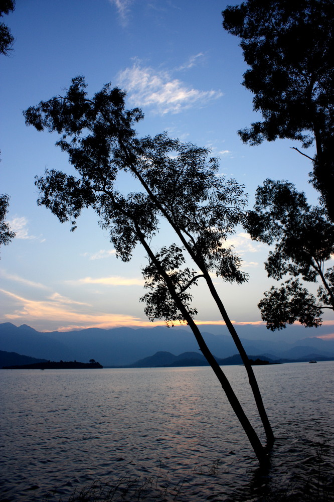 Tree in water