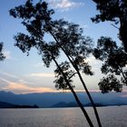 Tree in water