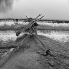 Tree in water