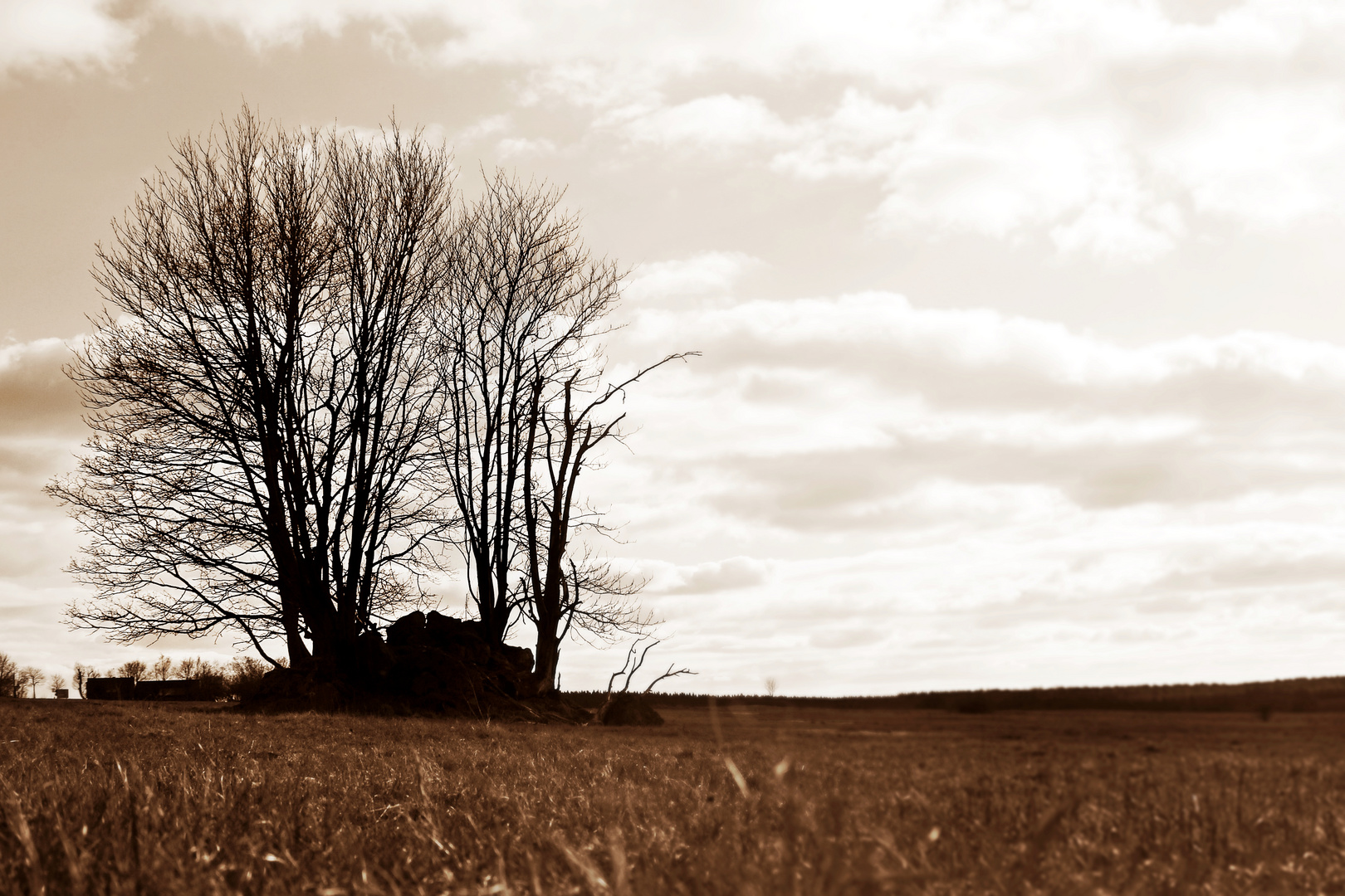 Tree in Wilderness