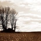 Tree in Wilderness