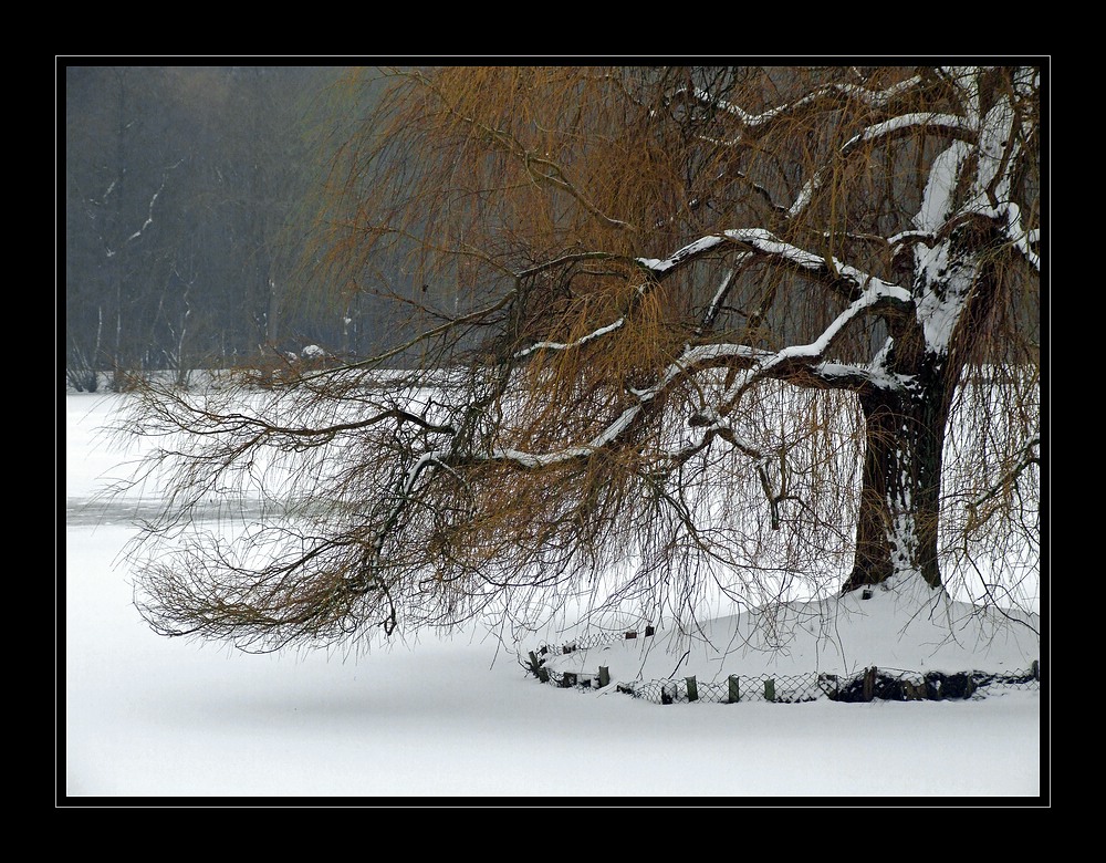 Tree in winter