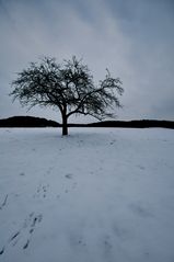 tree in winter