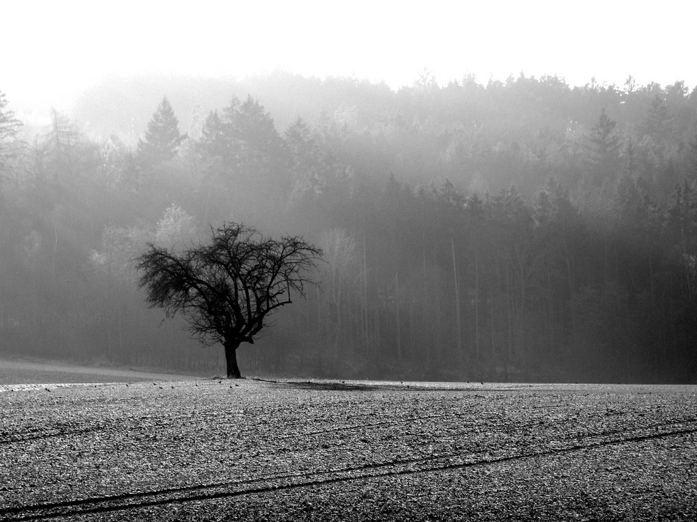 Tree in winter