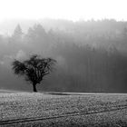 Tree in winter