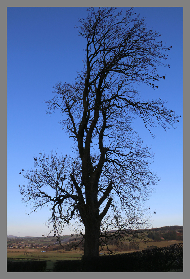 tree in winter near great tosson 7