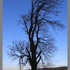 tree in winter near great tosson 7