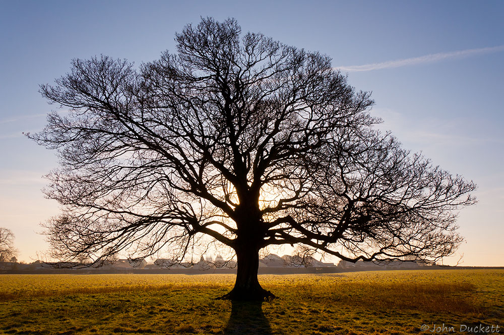 Tree in Winter Sun