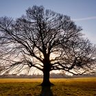 Tree in Winter Sun