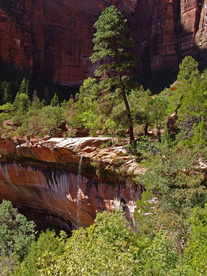 Tree in Zion NP